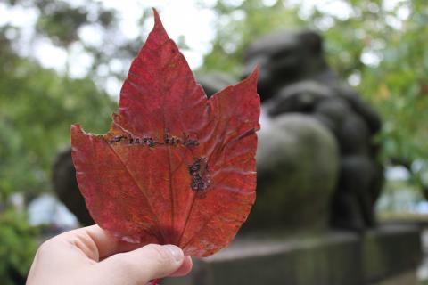 Leaf Embroidery by Lina Khalil, image 4 of 8.
