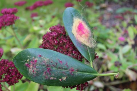 Leaf Embroidery by Lina Khalil, image 5 of 8.